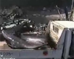 イルカが解体されて販売されるまでを淡々と撮影した映像